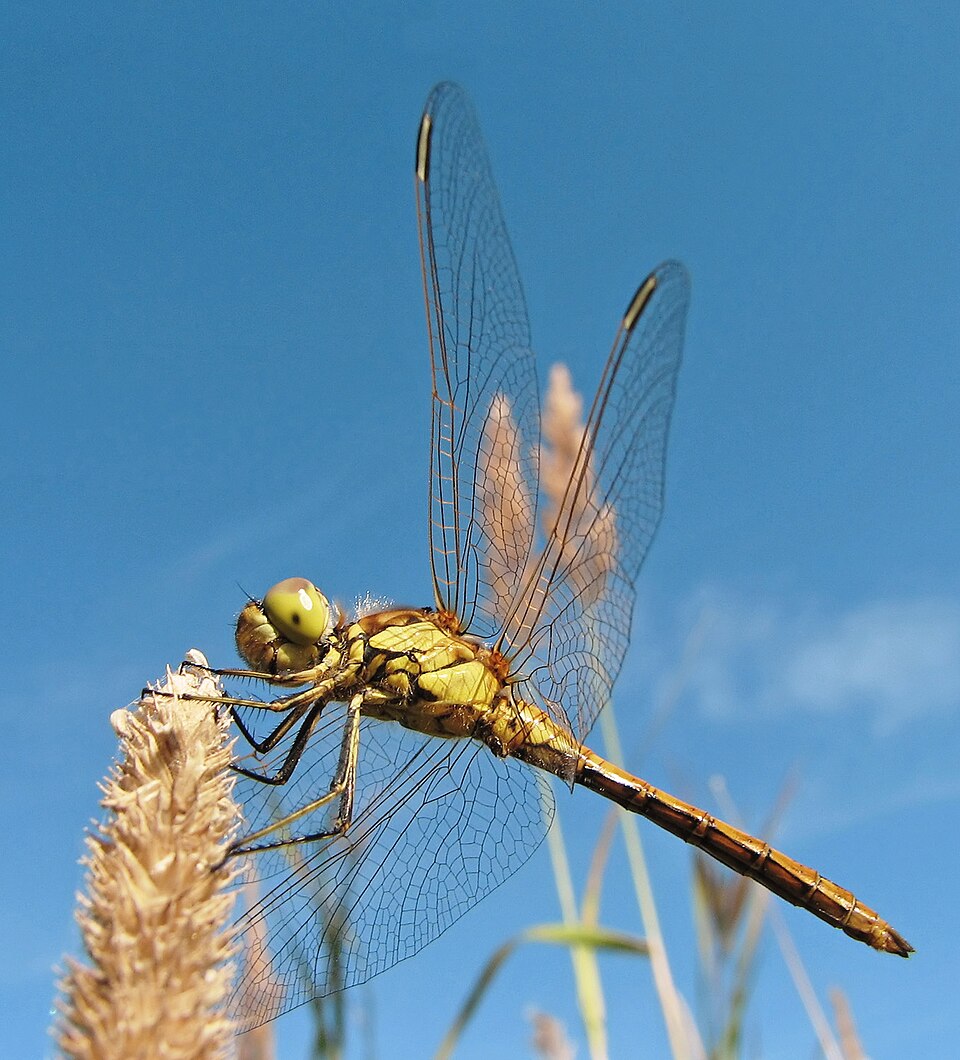 File:Gemeine Heidelibelle (Sympetrum vulgatum) 4.jpg