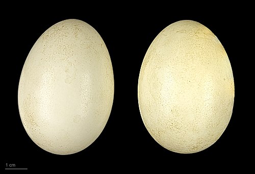 Mareca sibilatrix - MHNT