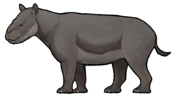 Metamynodon planifrons
