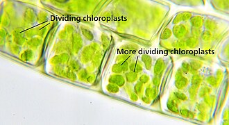 Chloroplast division In this light micrograph of some moss chloroplasts, many dumbbell-shaped chloroplasts can be seen dividing. Grana are also just barely visible as small granules.