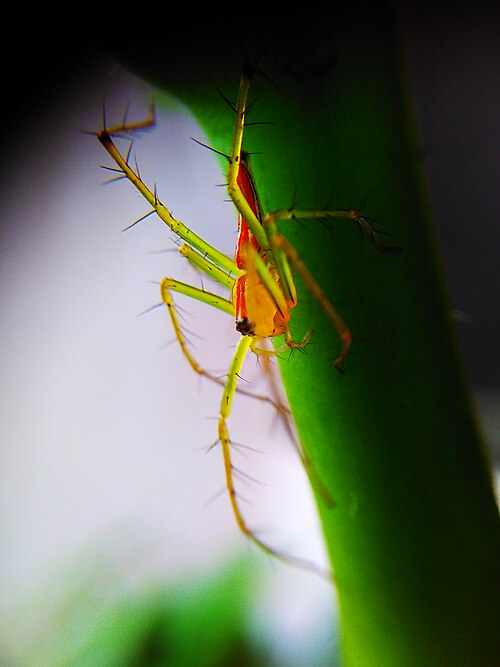File:Oxyopes salticus spider 02.jpg