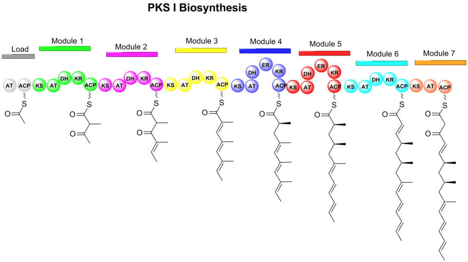 Figure 1. Formation of linear polyketide