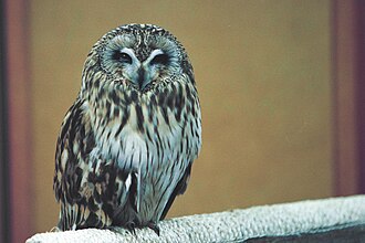 Asio, a short-eared owl