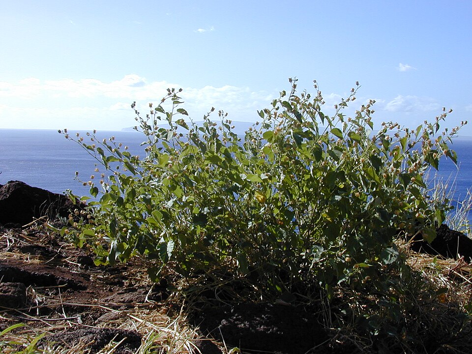 File:Starr 021209-0009 Abutilon incanum.jpg