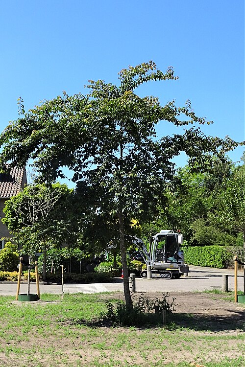 File:Ulmus uyematsui (Loosdrecht Dekkerplantsoen).jpg