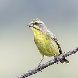 Yellow-fronted canary Crithagra mozambica granti ♀ South Africa