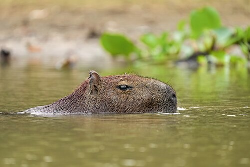 Capybara swimming in Encontro das Águas State Park, Mato Grosso, Brazil. Photo by User:Giles Laurent.