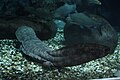 Image 19The entirely aquatic Chinese giant salamander is the world's largest amphibian, reaching up to 1.8 m (5.9 ft) in length. (from Yangtze)