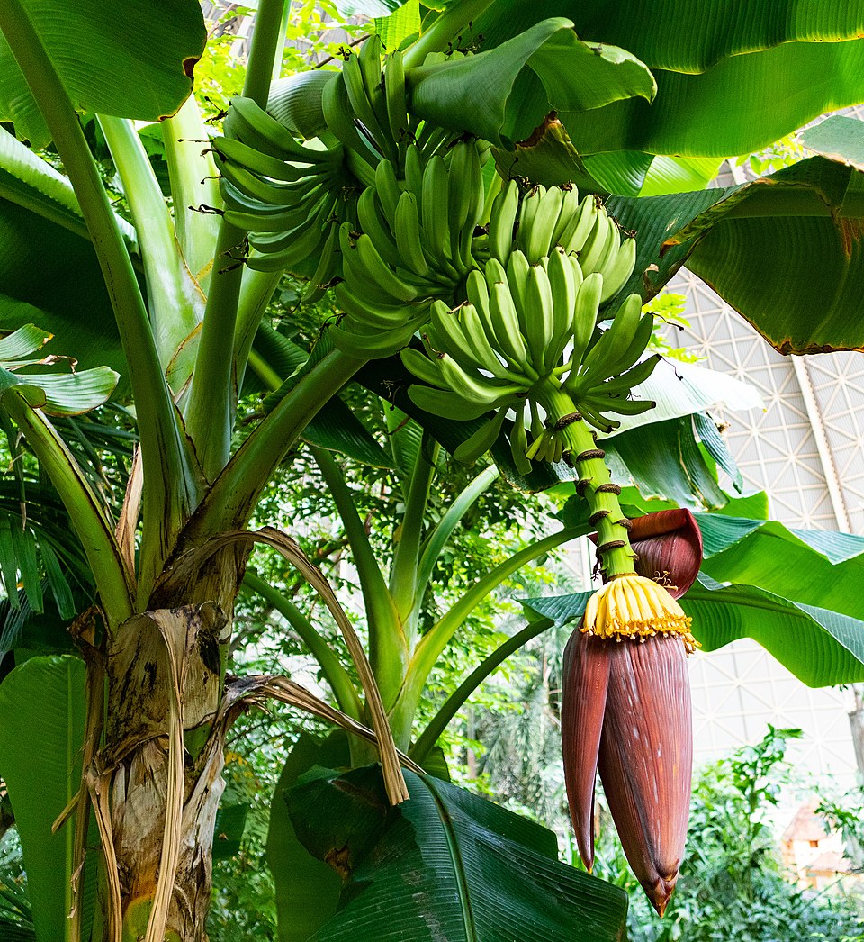 File:2018 06 TropicalIslands IMG 2170.jpg