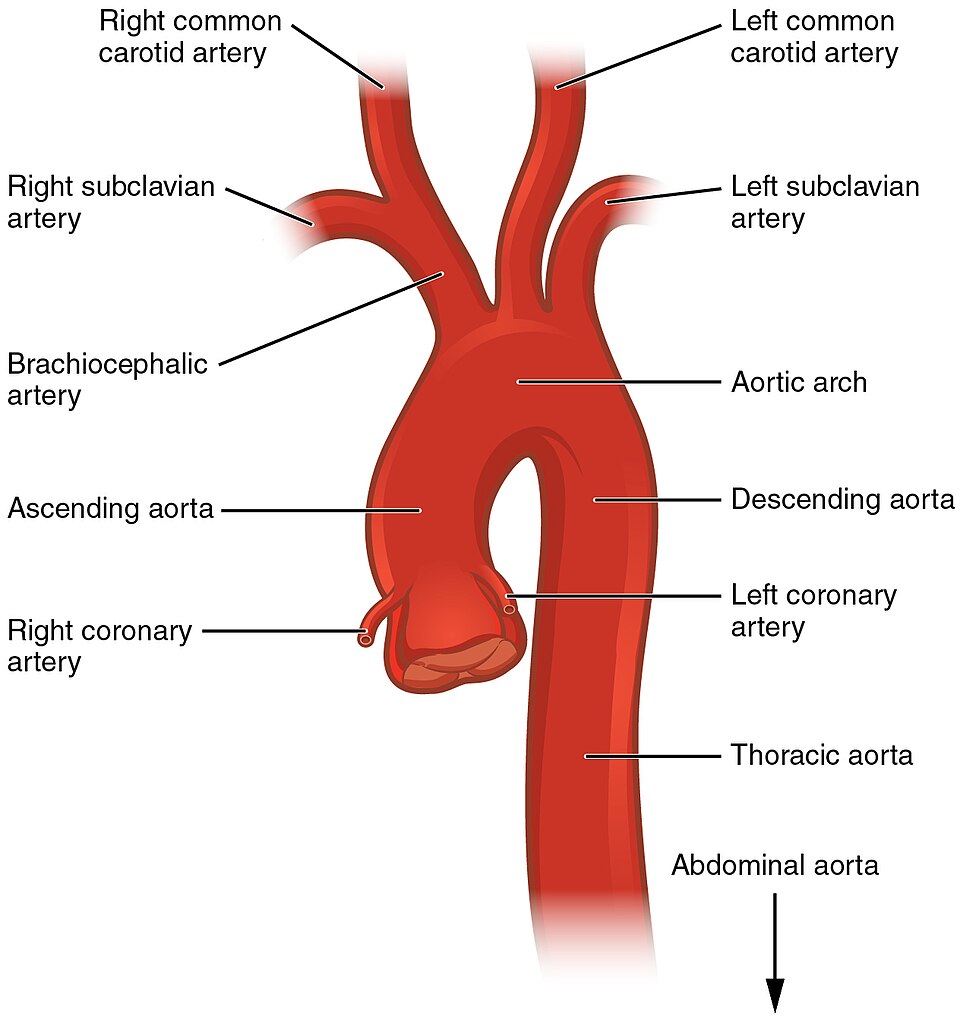 File:2121 Aorta.jpg