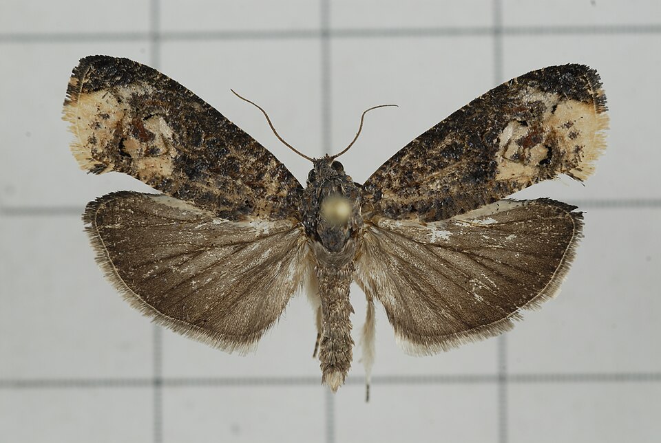 File:A34-20151209-154 (24615003125).jpg