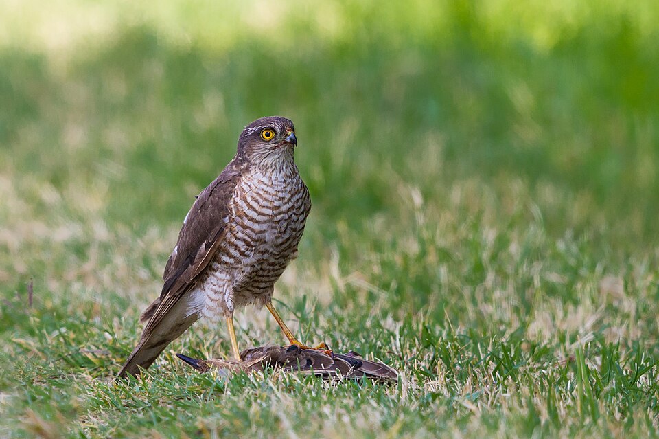 File:Accipiter nisus - Accnis.jpg
