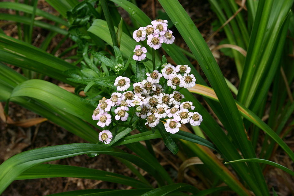 File:Achillea sibirica flowers 001.jpg
