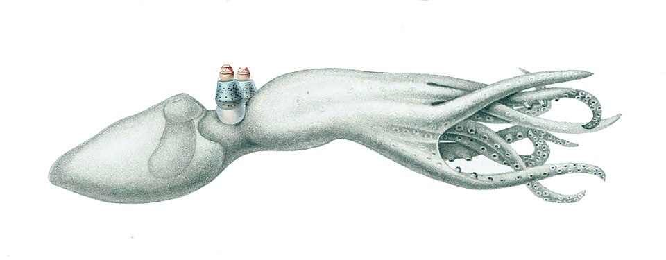 File:Amphitretus.jpg