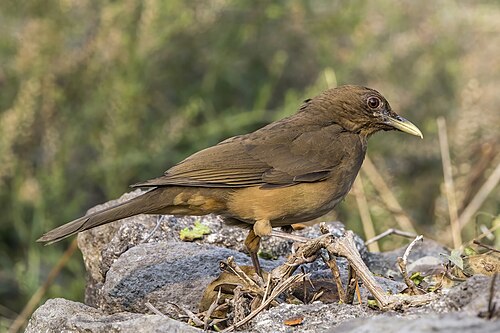 Clay-coloured thrush Turdus grayi megas Guatemala