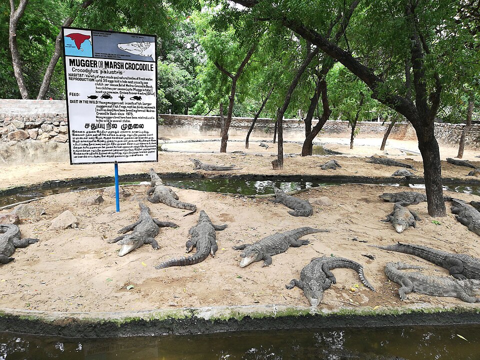 File:CrocBank CrocsOnDisplay.jpg