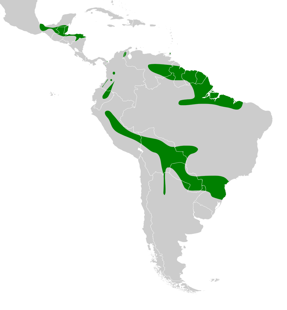 File:Falco deiroleucus map.svg