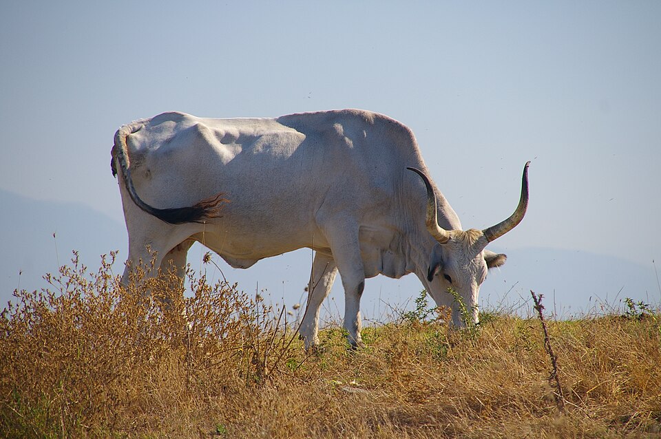 File:Maremmana cattle 2008.jpg