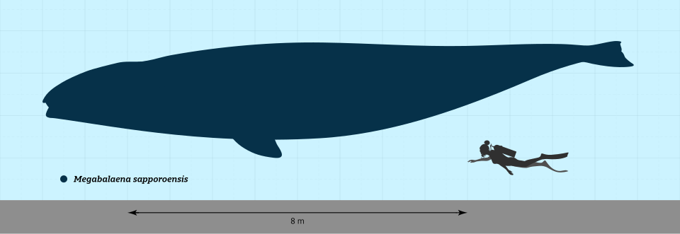 File:Megabalaena Size Comparison.svg