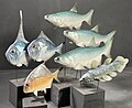 Kupferschiefer fish (Palaeoniscum, Coelacanthus, Platysomus, Dorypterus)