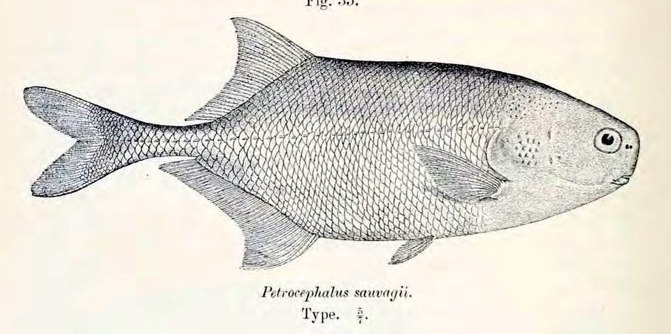 File:Petrocephalus sauvagii.jpg