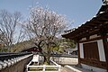Yulgongmae
