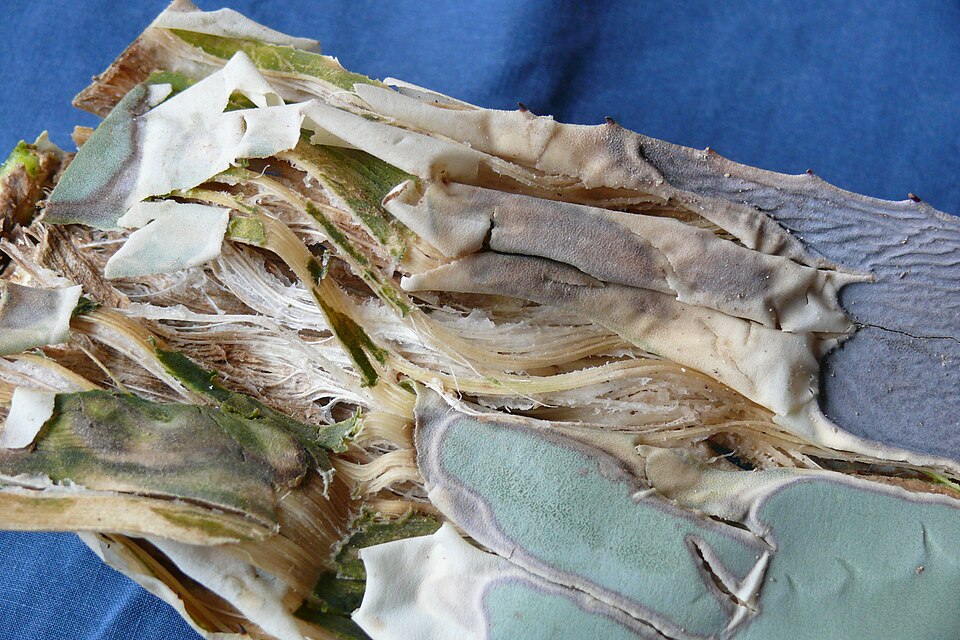 File:AgaveFibers.JPG