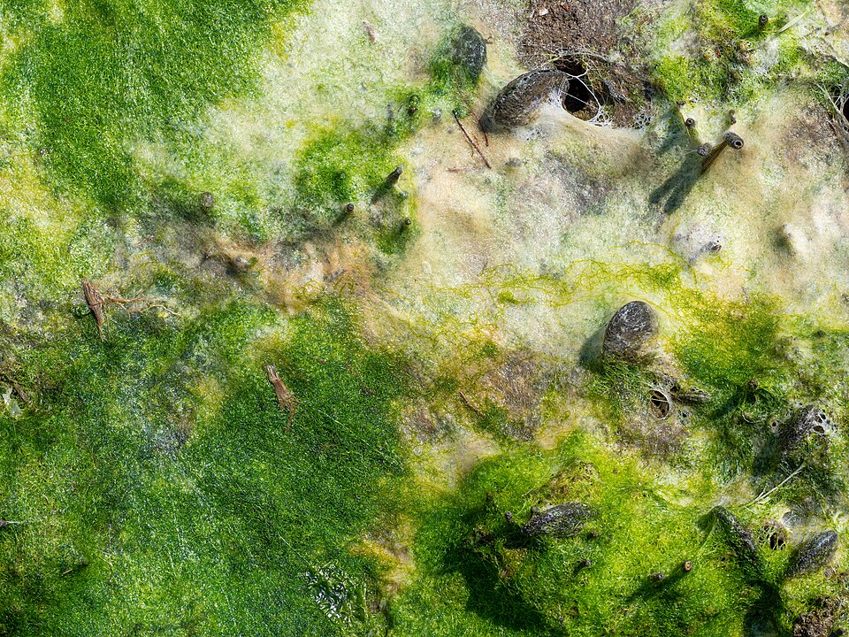 File:Algal mat in Marine Park (90933).jpg