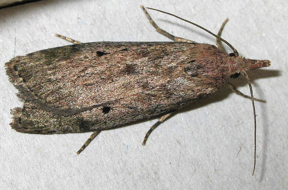 File:Aphomia sociella 9626.jpg