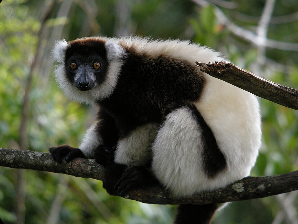 File:Black-and-White Ruffed Lemur, Mantadia, Madagascar.jpg