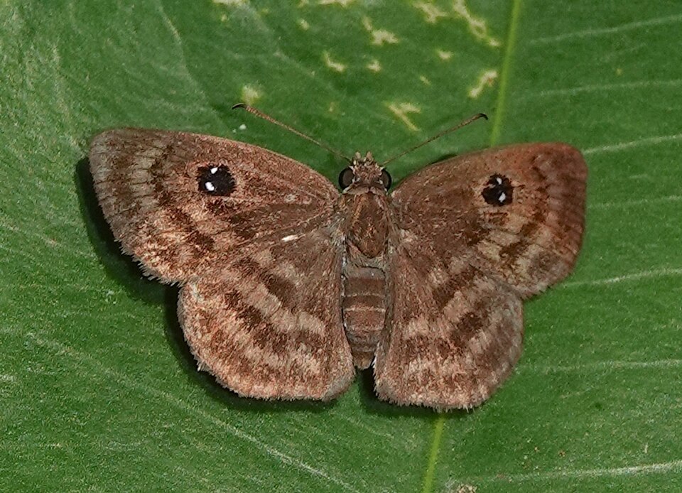 File:Cyclosemia anastomosis 167967513.jpg