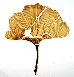 Ginkgo adiantoides, for Paleobiota of the Latah Formation, 22 Mar 2025