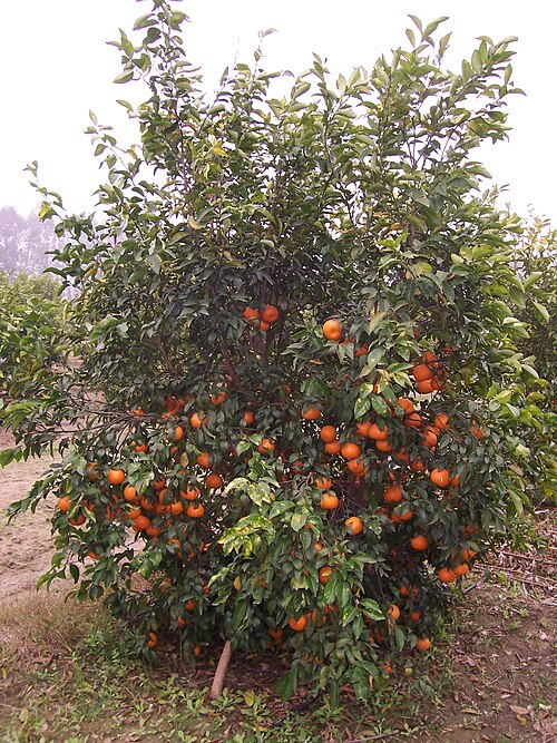 File:Kinnow tree.JPG