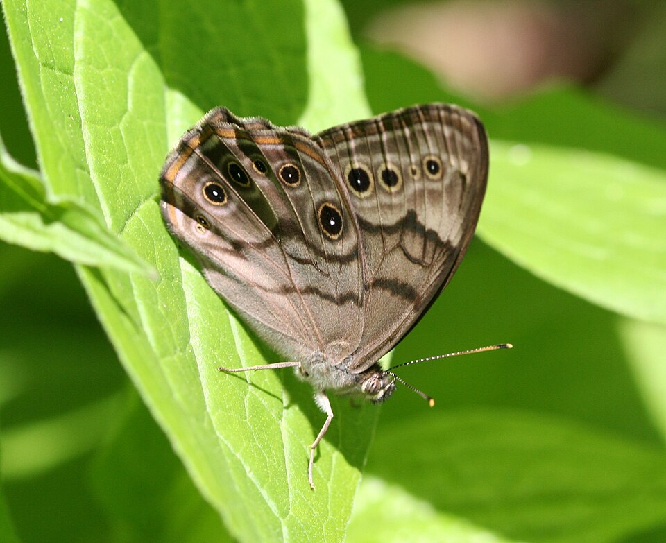 File:Northern Pearly-eye, Megan McCarty111.jpg