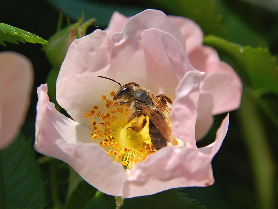 File:Rosa canina Pollination.JPG