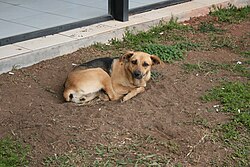 Caramelo –a Brazilian mixed-breed