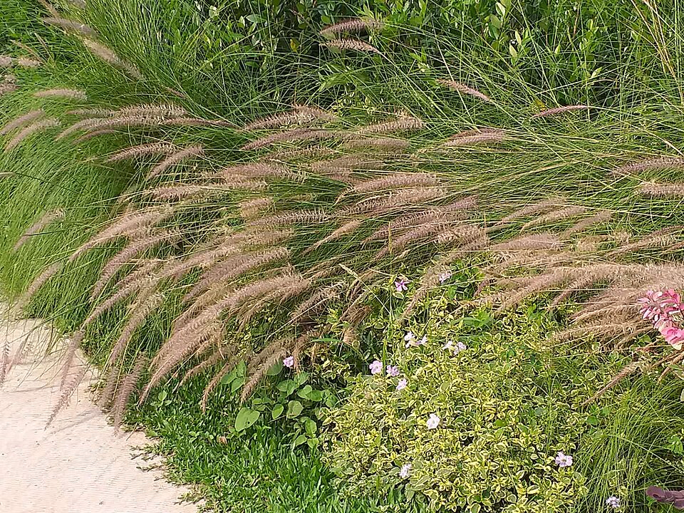 File:狼尾草 20190423203654.jpg