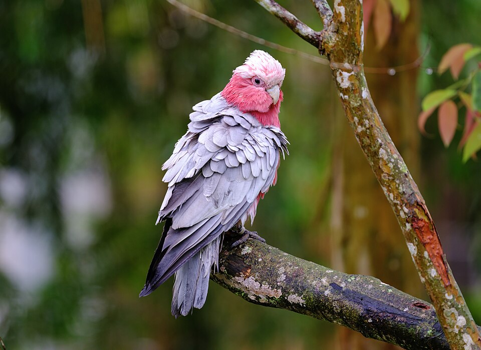 File:1 bird paradise 2025 galah cockatoo.jpg
