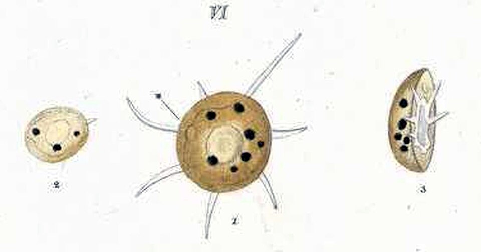 File:Arcella vulgaris Ehrenberg 1830.jpg