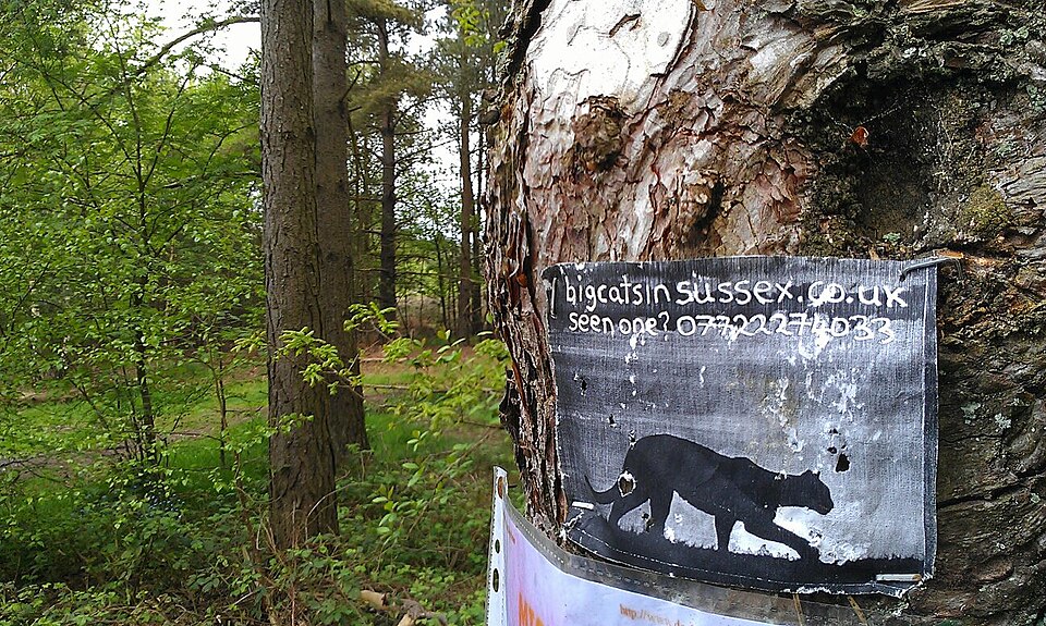 File:Big Cats in Sussex.jpg