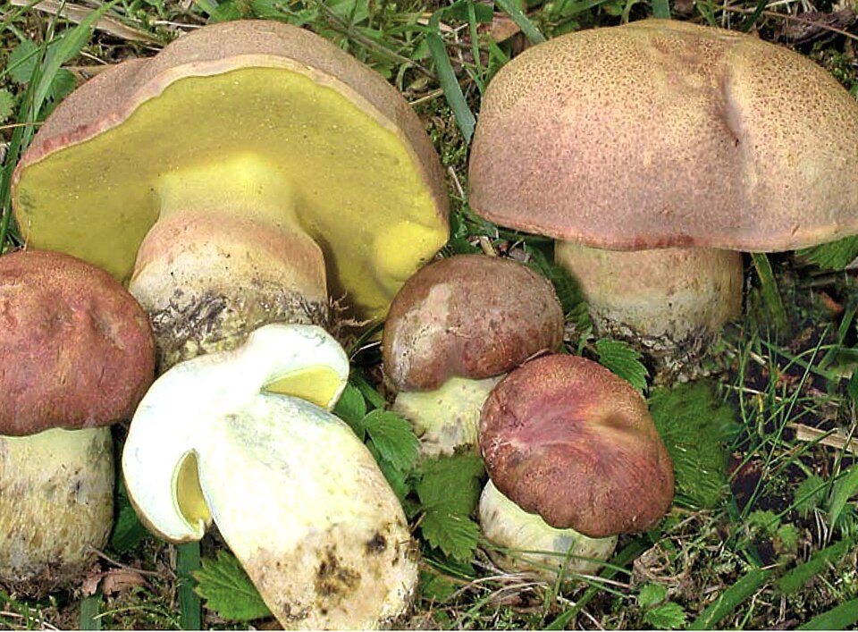 File:Boletus pseudoregius (leg Redeuilh2).jpg
