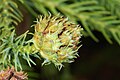 Cryptomeria japonica
