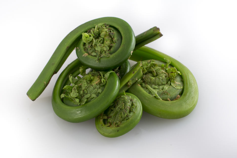 File:Fiddlehead closeup.png
