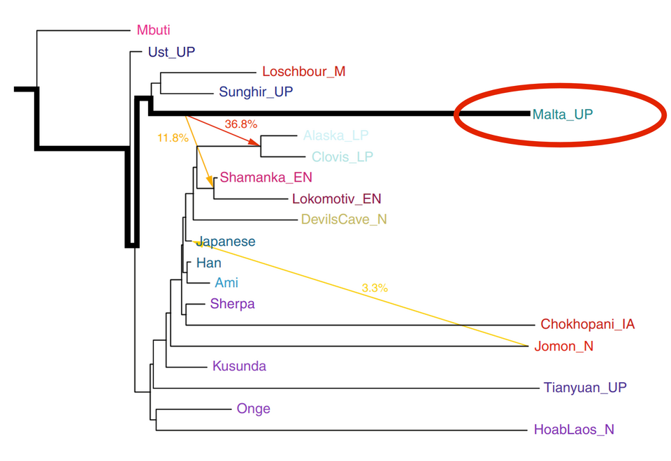 File:Maximum-likelihood phylogenetic tree (Mal'ta highlighted).png