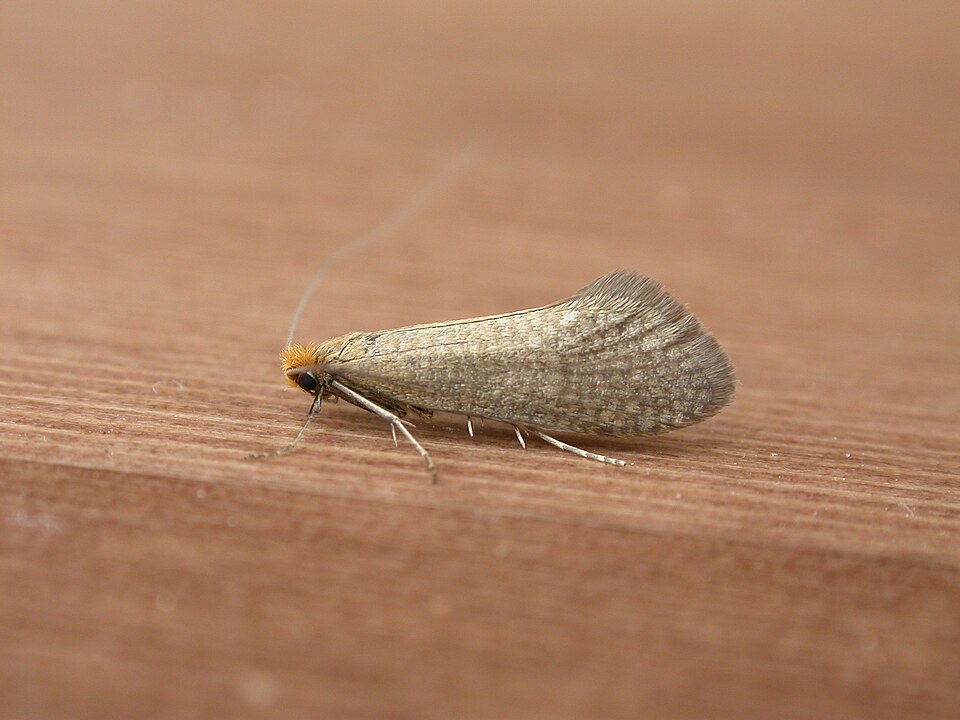File:Nematopogon adansoniella1.jpg