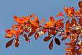 Thumbnail for version as of 13:41, 16 November 2007