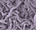 Image 72Pelagibacter ubique of the SAR11 clade is the most abundant bacteria in the ocean and plays a major role in the global carbon cycle. (from Marine prokaryotes)