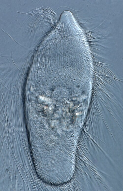 File:Prot flag trichonymphid 2 reticulotermes.jpg
