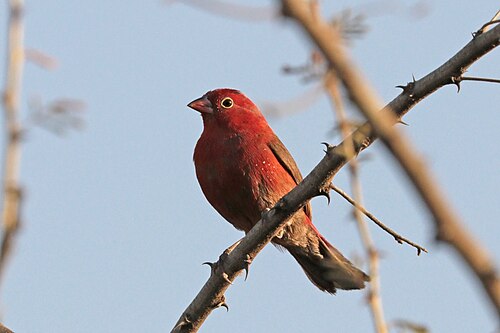 Red-billed firefinch Lagonosticta senegala brunneiceps ♂ Ethiopia
