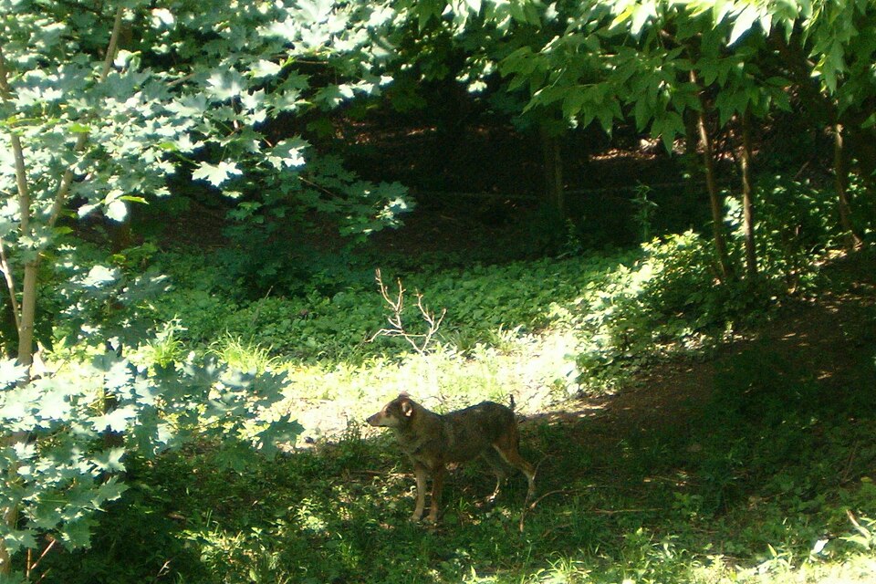 File:Red Wolf at Zoo.jpg